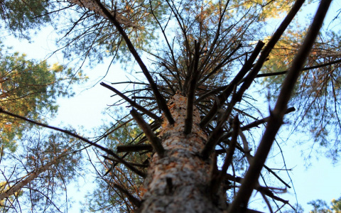 В Коми мужчину задавило деревом на глазах у друга