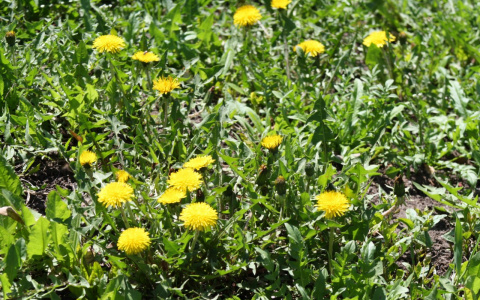 Погода в Сыктывкаре 22 мая: плюс 25 и ясно