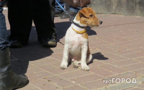 Житель Коми, который выкинул щенка с четвертого этажа, получил срок