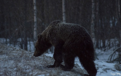 С риском для жизни: житель Коми устроил фотоохоту на медведя (фото, видео)
