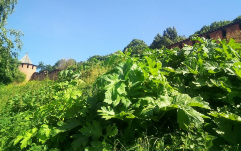 Власти выкинули 3 млн рублей на тщетную борьбу с борщевиком в Сыктывкаре