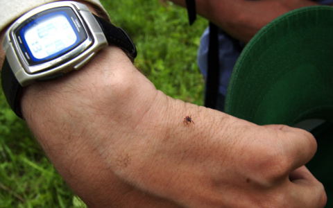 В Коми с начала весны клещи покусали 342 человека