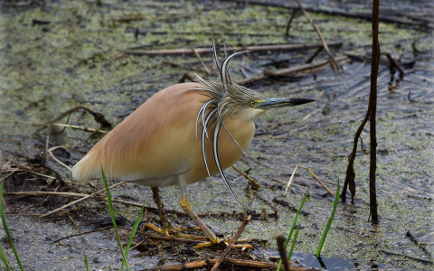 В Сыктывкаре заметили необычную птицу, которую никогда не видели в Коми (фото)