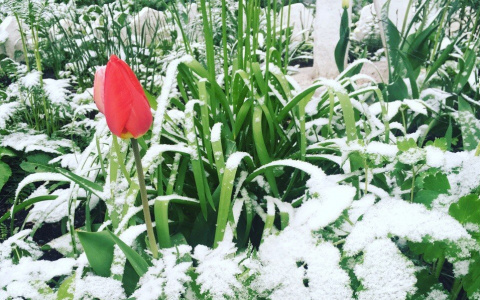 Снег в мае: синоптики рассказали, когда в Сыктывкар наконец придет тепло