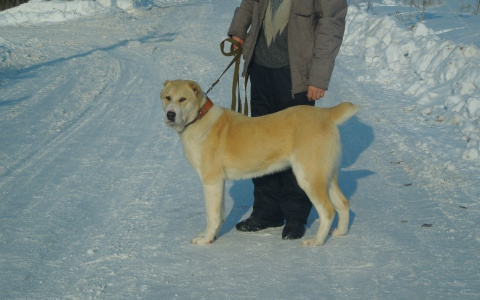 В Коми агрессивная овчарка сорвалась с цепи и набросилась на пса, а теперь скалится на людей