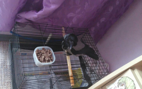 Сыктывкарка спасла от смерти ворону с выбитым глазом, которая умирала на дороге (фото)