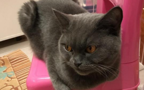 10 необычных вещей, которые сыктывкарцы отдают даром (фото)