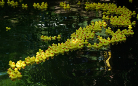 Tele2 и фонд «Навстречу переменам» провели гонку резиновых утят