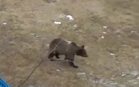 В Коми медведь разгуливал по детской площадке (видео)