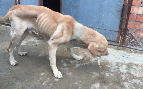 В Коми живодеры привязали лабрадора к дереву и оставили умирать