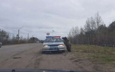 В Коми медведь ломился в автомобиль ДПС (видео)