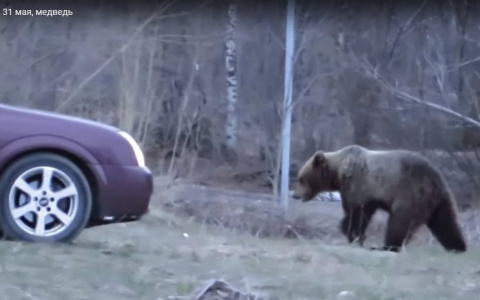 В Коми люди ездят на окраину города, чтобы покормить медведей и сделать с ними фото (видео)