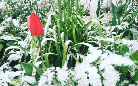 Снова снег: синоптики дали неутешительный прогноз погоды в Сыктывкаре