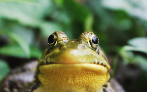 Погода в Сыктывкаре 5 июня: тепло и сыро