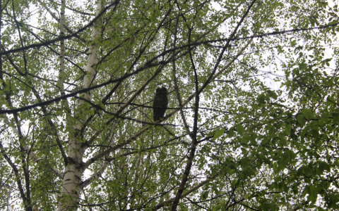Во дворе жилого дома в Сыктывкаре очевидцы увидели огромную птицу (фото)