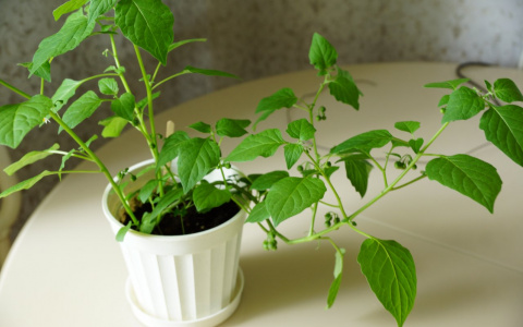 Сыктывкарке вместо специй продали смертельно ядовитое растение (фото)