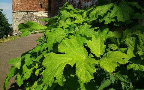 В Коми заросли борщевика хотят уничтожить новым способом