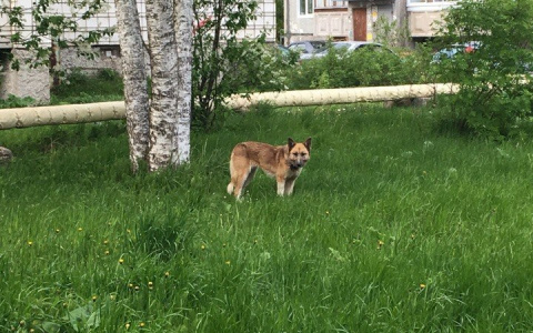 В Сыктывкаре живодеры обмотали шею собаки железной проволокой (фото)