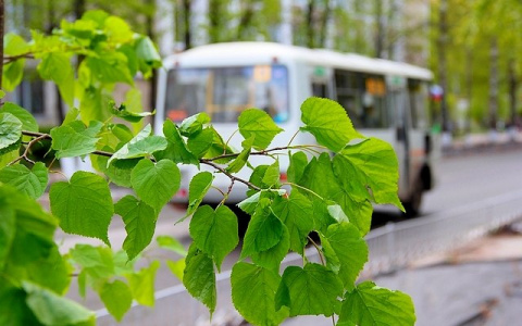 Вдоль дорог в центре Сыктывкара сажают новые деревья