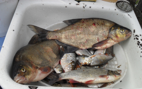 В Республике Коми продают рыбу с мышьяком