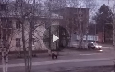 В Коми шесть нарядов полиции гонялись за медведем по улицам города (видео)