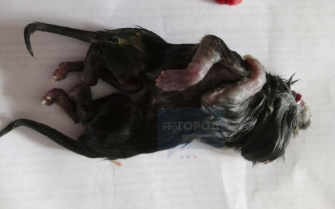 В Сыктывкаре родился котенок-мутант с шестью лапами и двумя хвостами (фото)