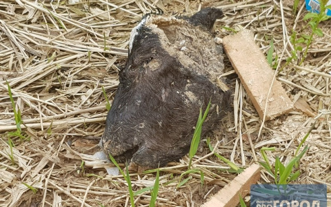 В Сыктывкаре возле торгового центра валялась голова коровы (фото)