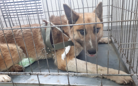 В Сыктывкаре нашли собаку, которой живодеры обмотали шею проволокой