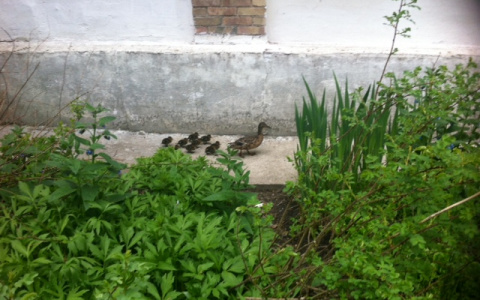 По Сыктывкару гуляла утка с выводком птенцов (фото)