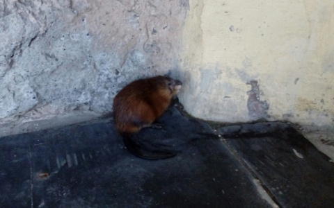 В Коми очевидец сделал фото необычного грызуна возле детской больницы (фото)