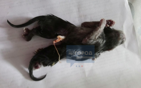 Ветеринар прокомментировал котенка-мутанта, который родился в Сыктывкаре