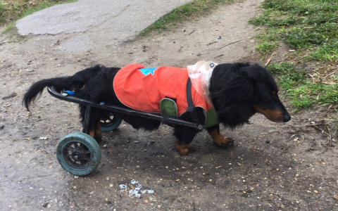 Соцсети поразила проникновенная история собаки из Коми, которую парализовало после ДТП