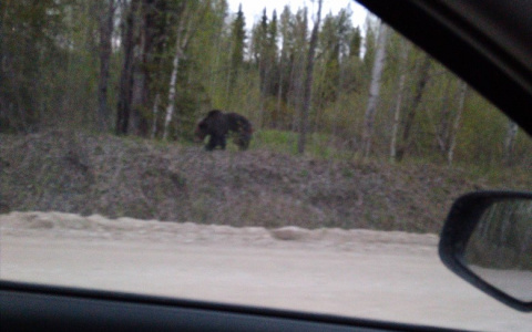 Медведе-апокалипсис: бурые подбираются к еще одному городу в Коми
