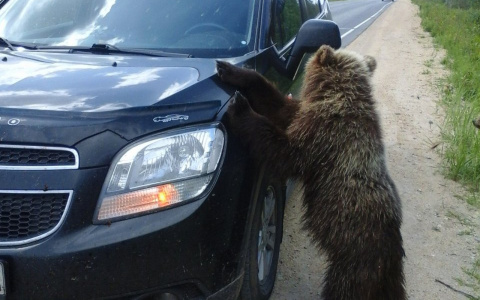 Под Сыктывкаром жители приютили медвежонка у себя дома