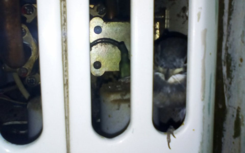 Сыктывкарка внутри газовой колонки обнаружила птенцов (фото)