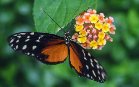 Погода в Сыктывкаре на 18 июня: ура, лето!