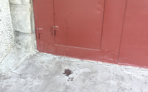 В Сыктывкаре живодеры разбили кошке голову об железную дверь (фото)