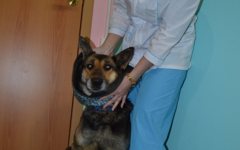 В Сыктывкаре сотрудники завода спасли раненую собаку от смерти