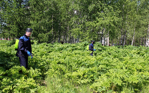В Сыктывкаре заросли борщевика начали уничтожать химикатами (фото)