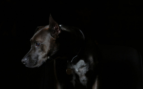 Житель Коми отрубил лапу собственной собаке