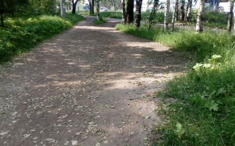 В Сыктывкаре прошел зеленый листопад (фото)