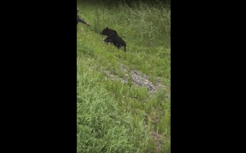 Житель Коми давал медведю еду с рук, а его друг снял это на видео