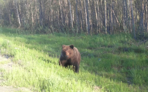 Медвежонка, которого пытался покормить с руки житель Коми, застрелят