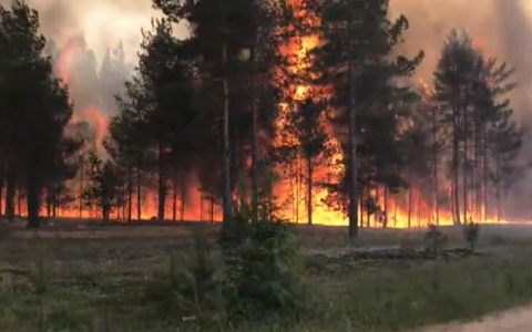 Огонь до небес: житель Коми пошел в лес, а попал на пожар (видео)