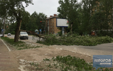 В Сыктывкаре сильнейший ветер повалил дерево на проезжую часть