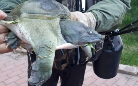 Житель Коми поймал загадочное существо, которое ползало прямо в центре города (фото)