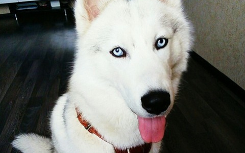 В Коми хаски обвинили в нарушении закона