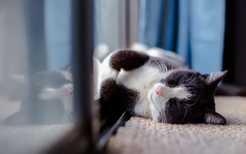 Погода в Сыктывкаре 16 июля: лето на пике, и жара тоже