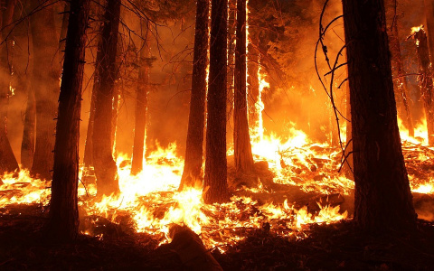 В Коми по вине людей загорелся лес