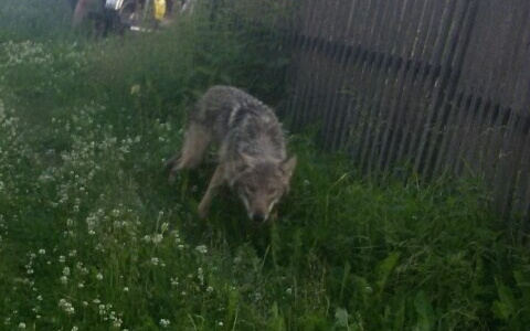 В Коми крупный волк вышел в поселок прямо во двор, где играют дети (фото)
